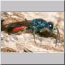 Chrysis ignita - Goldwespe bei Ancistrocerus 06.jpg